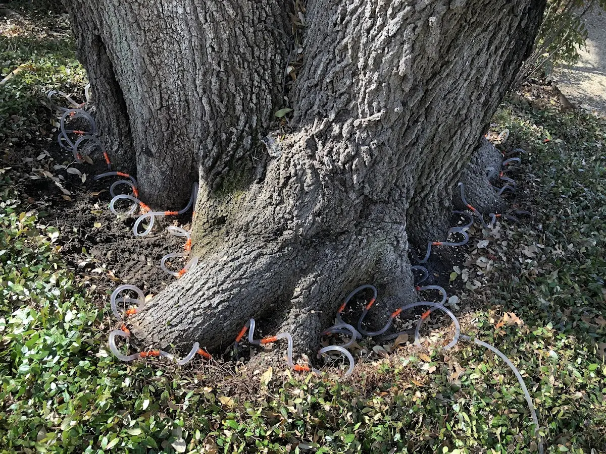 Detailed Tree Cabling and Bracing job site in Decherd
