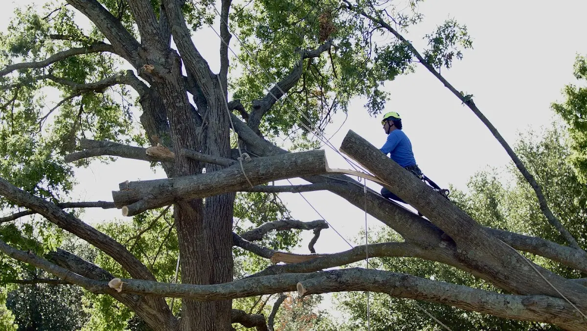 Professional Hazardous Tree Removal performed by certified arborists in Decherd